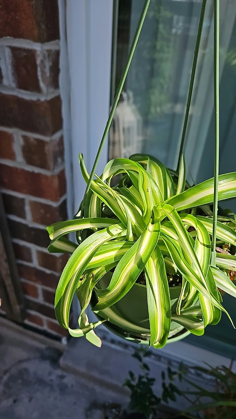 Variegated spider plant in hanging pot🏈