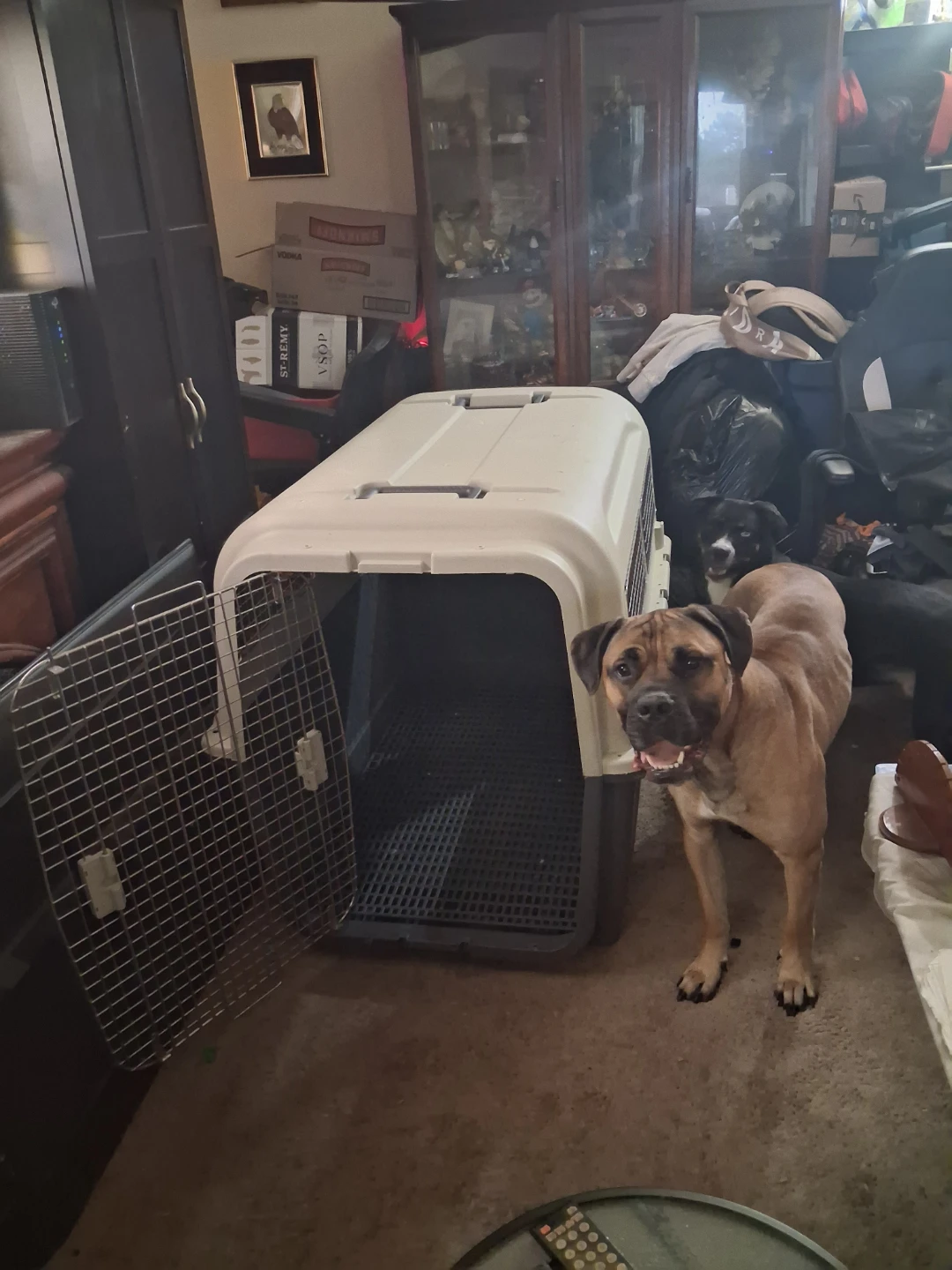 Large Hard-Sided Pet Travel Crate - photo 3