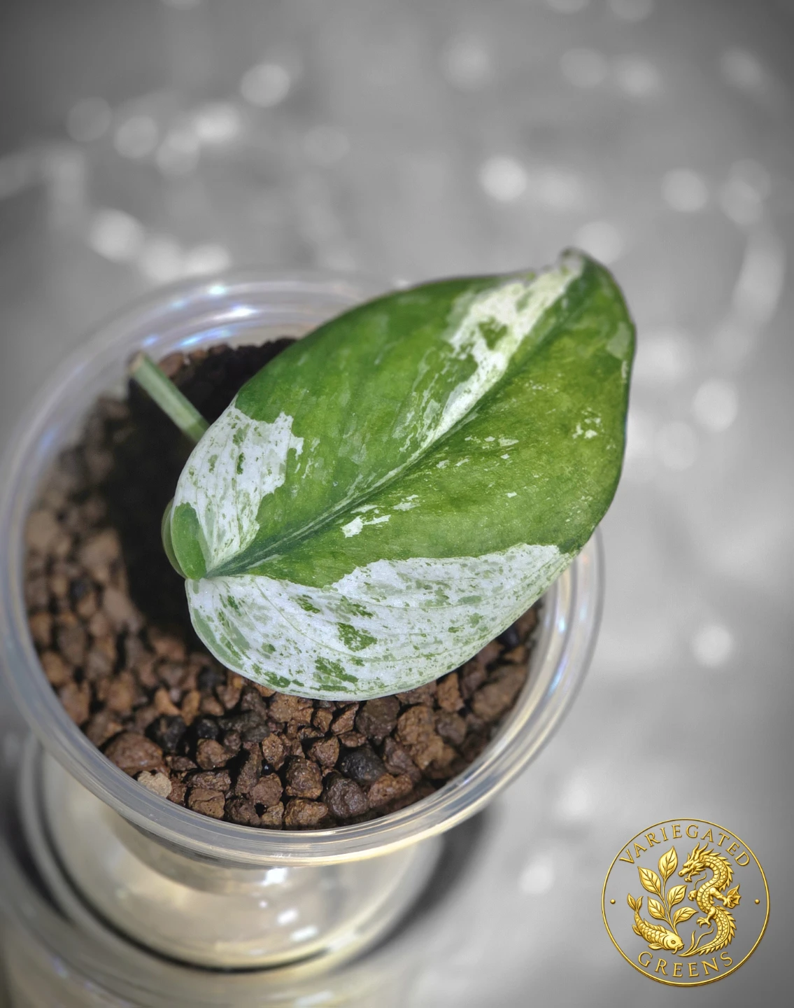 Scindapsus Sangkuriang "Emerald Partiture" - photo 2