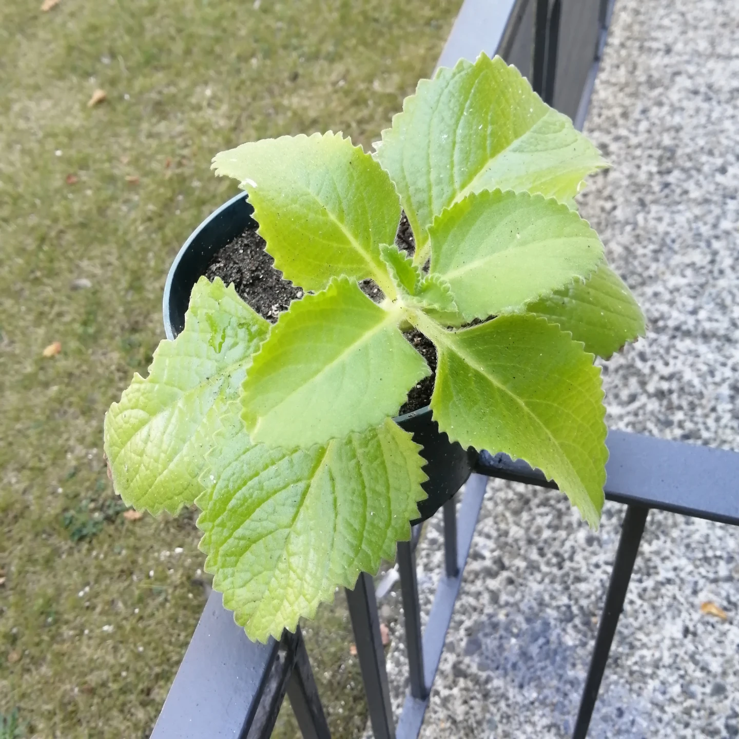 Mexican Mint Plant - photo 2