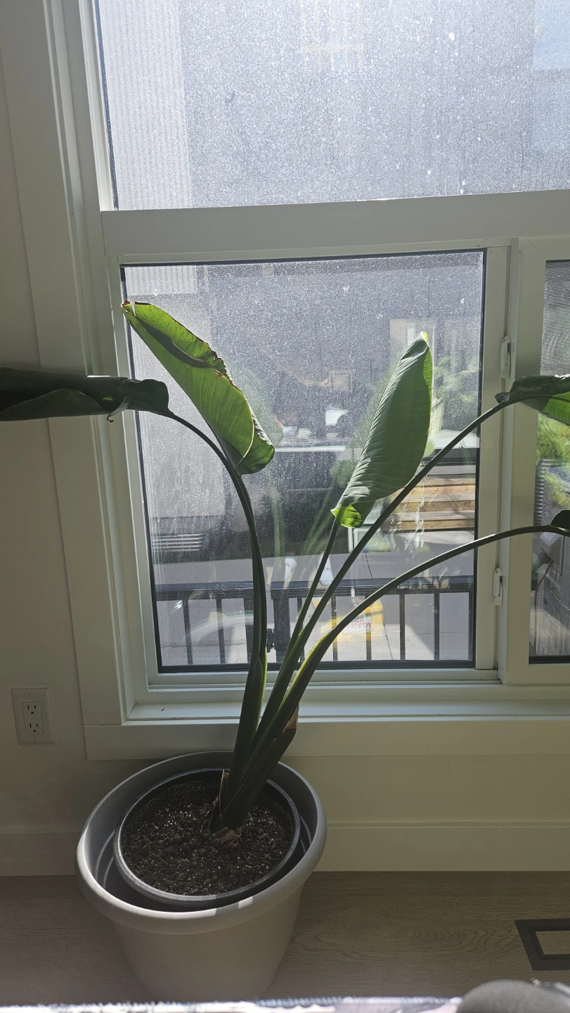 Bird of Paradise Plant - photo 2
