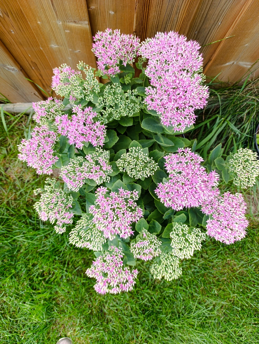 Healthy Sedum Plant - photo 2