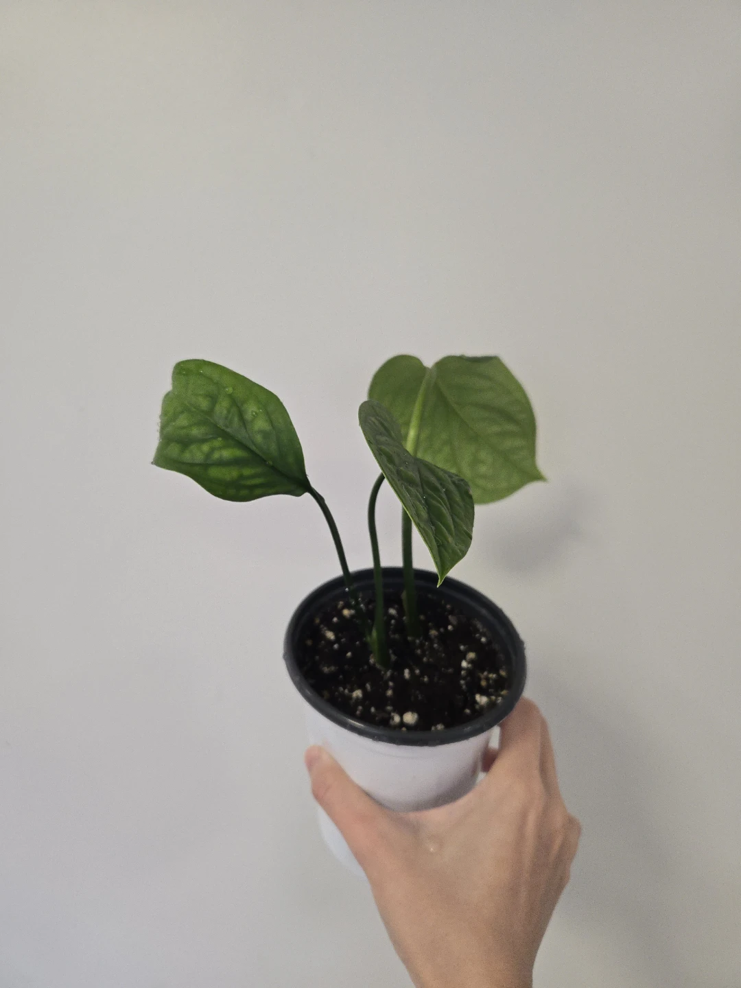 Monstera Siam - photo 2