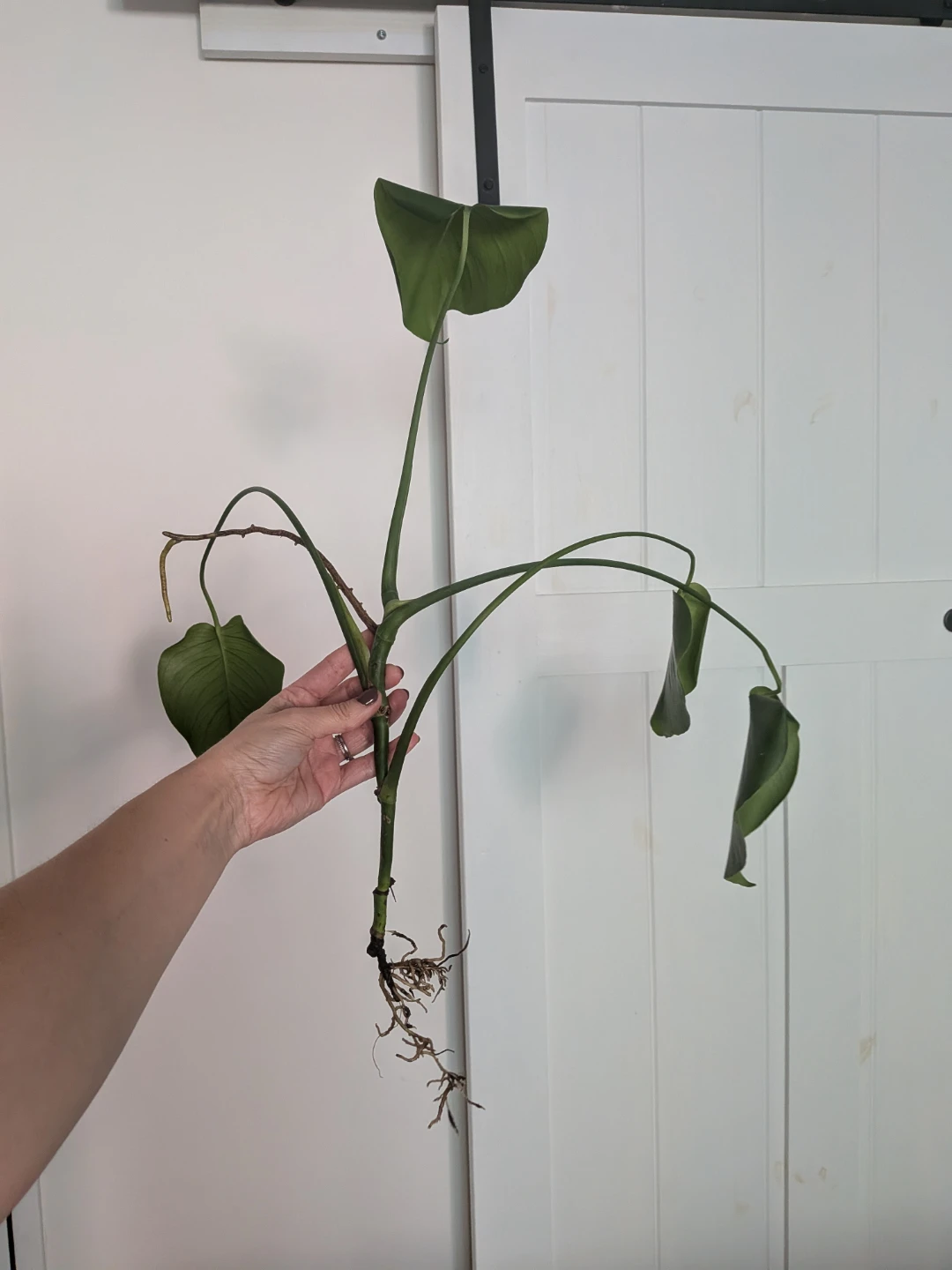 🌿Monstera Deliciosa rooted cuttings FREE w/ purchase - photo 3