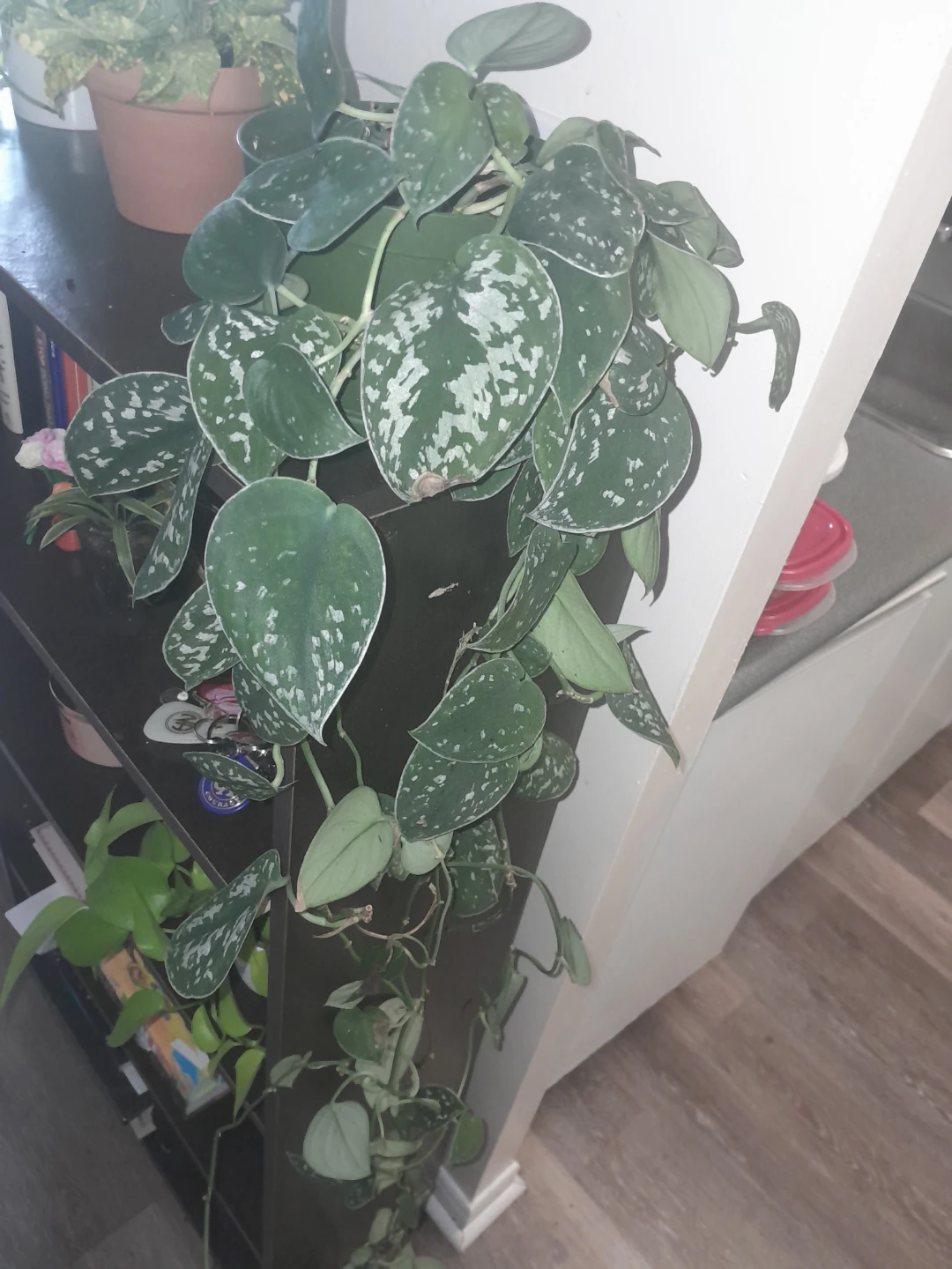 Satin Pothos Houseplant - photo 2