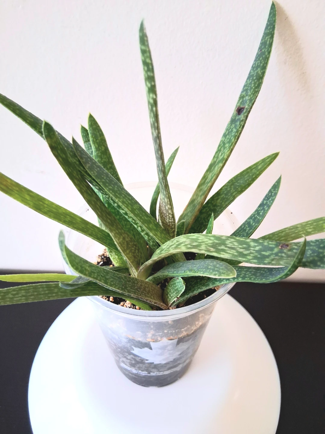 🌱 Aloe 🪴 - photo 2