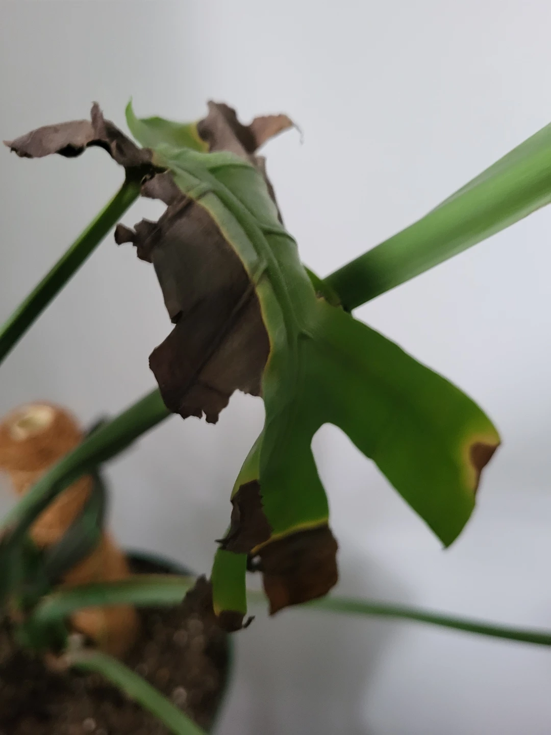 Monstera Deliciosa Plant - photo 3