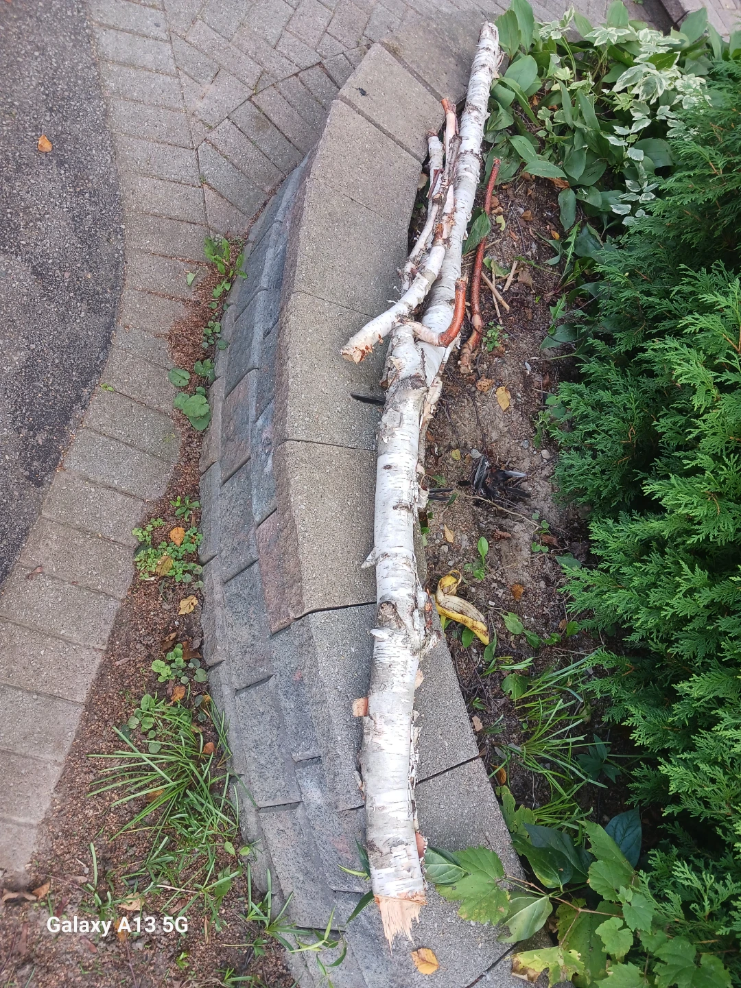 Natural white birch log