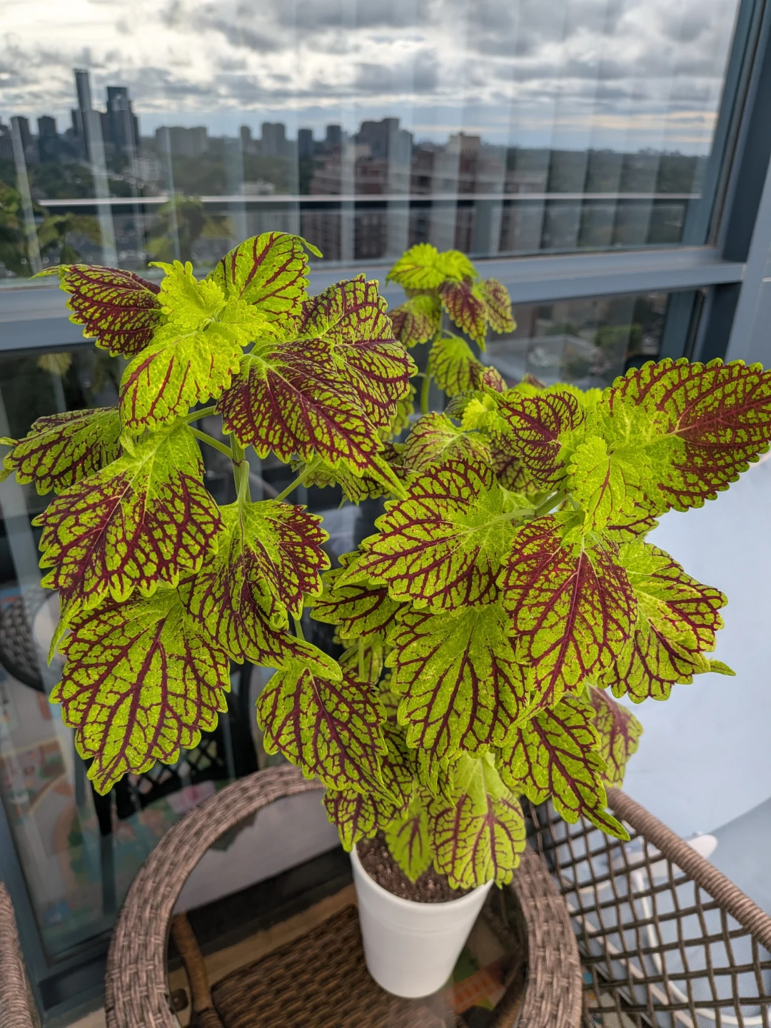 Coleus plant in white pot 28 inches - photo 2