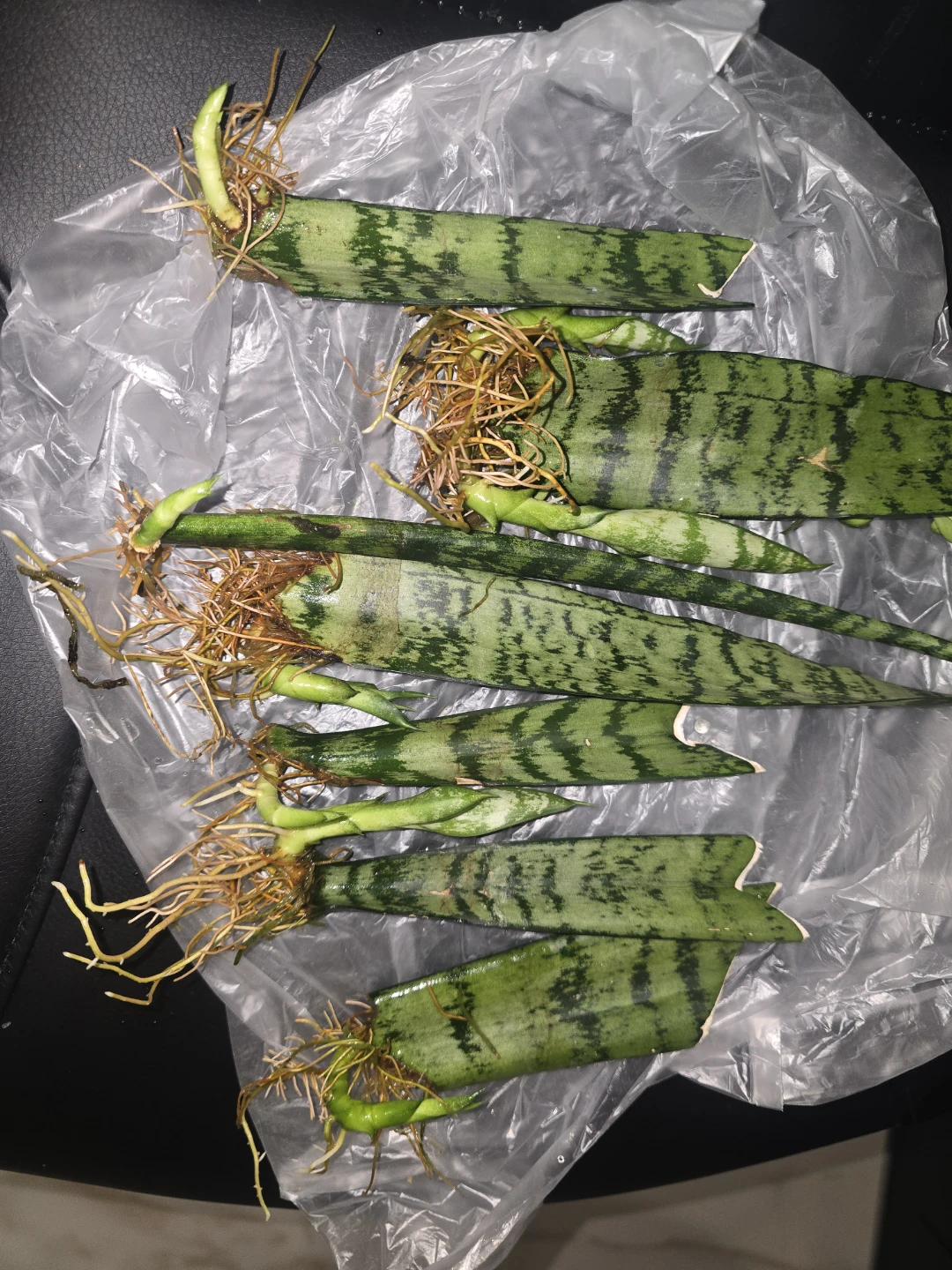 Baby snake plant  ready to pot - photo 3