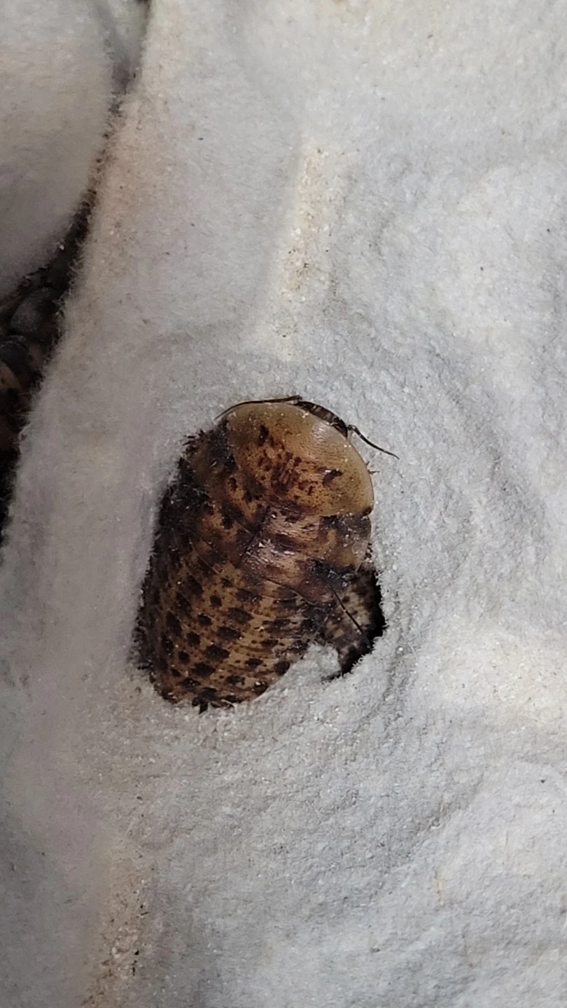 Discoid Roach - photo 4