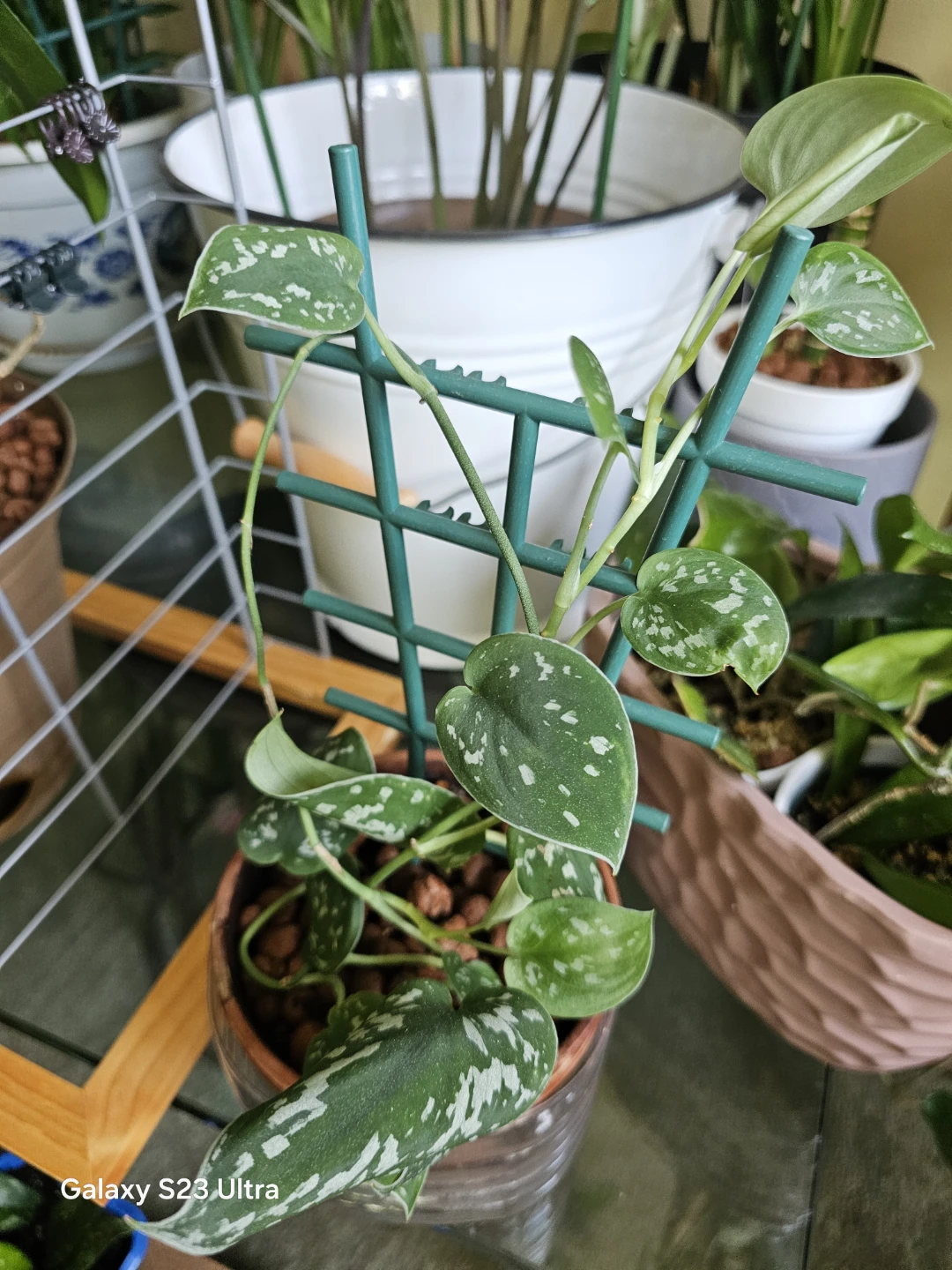 Scindapsus pictus Satin Pothos with Trellis