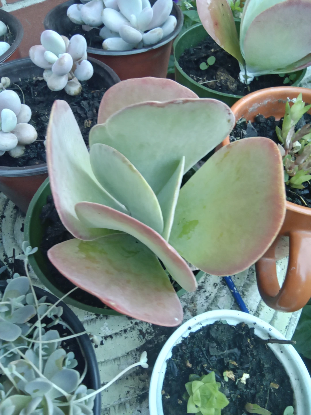 Kalanchoe Thyrsiflora Plant (paddle plant,desert rose)