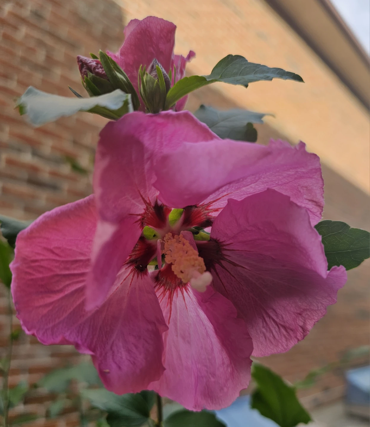 6+ft Pink/Purple Pink Rose of Sharon