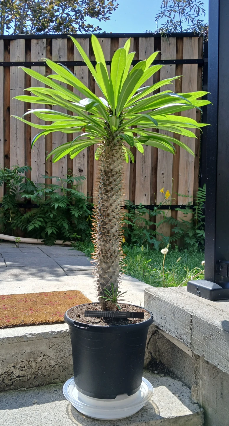 Madagascar Palm (Pachypodium lamerei) - Monster Plant!