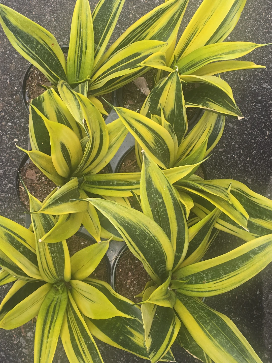 Snake Plant Sansevieria  yellow gold - photo 4