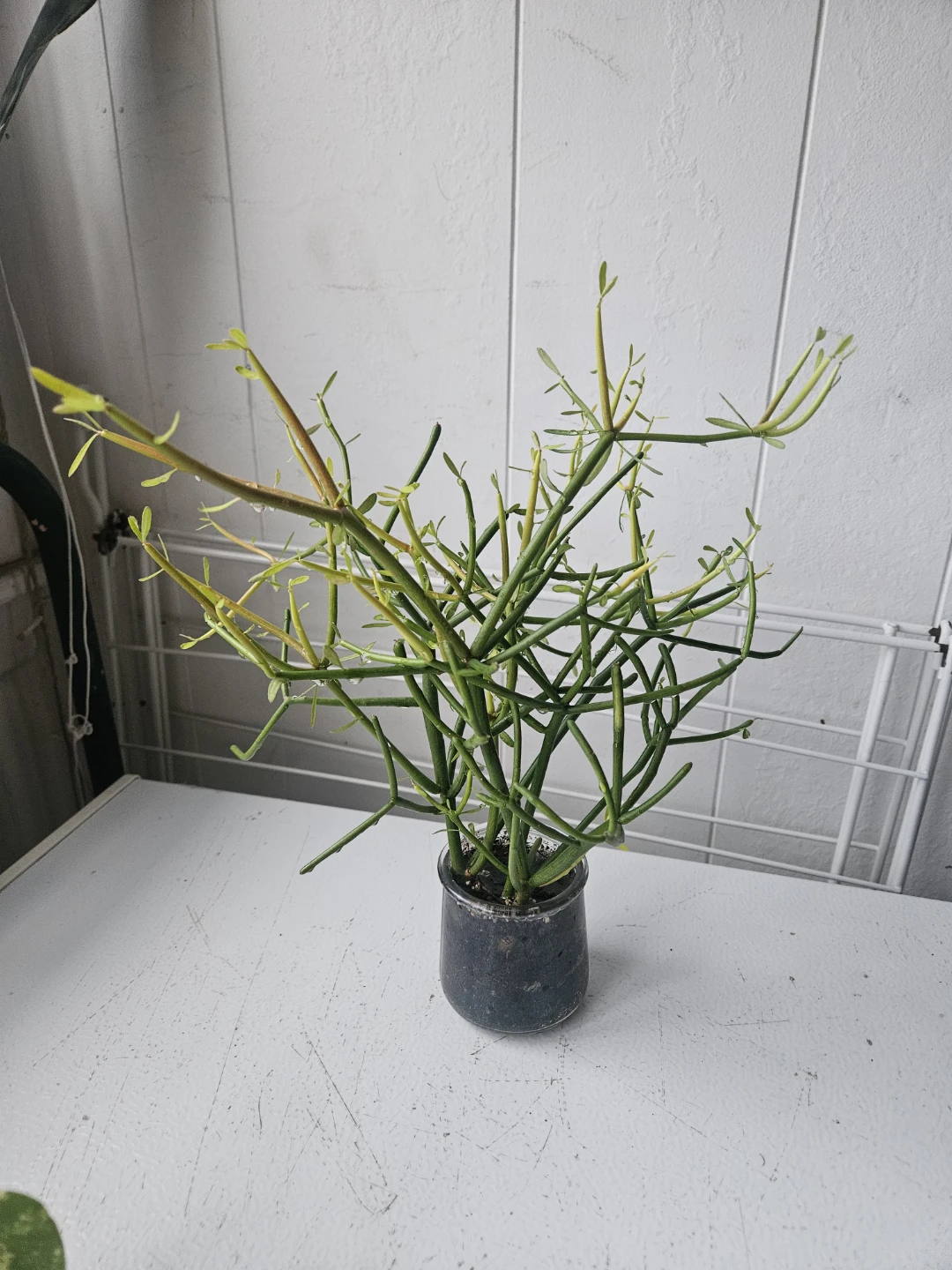 Pencil Cactus Plant in Glass Jar - photo 4