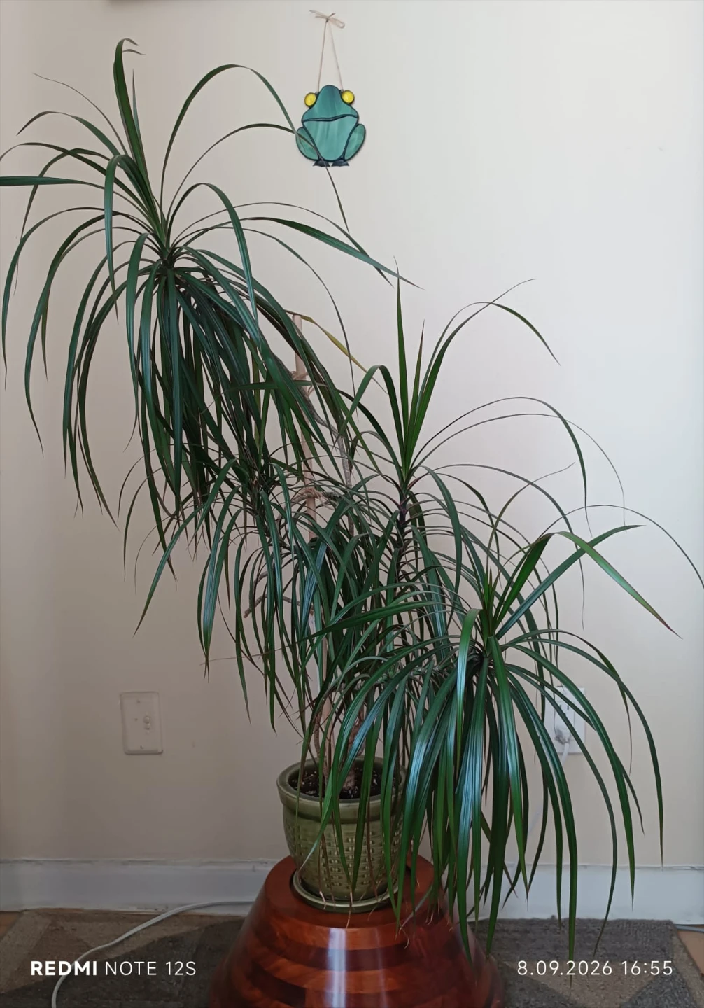 Large Dracaena Marginata Houseplant - photo 2