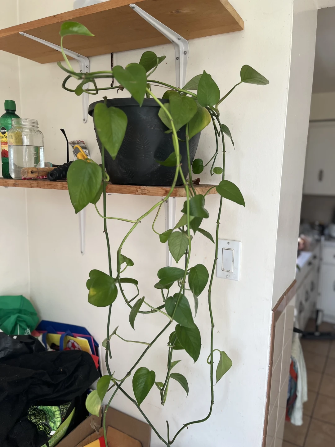 Healthy Pothos Houseplant in Black Pot - photo 2