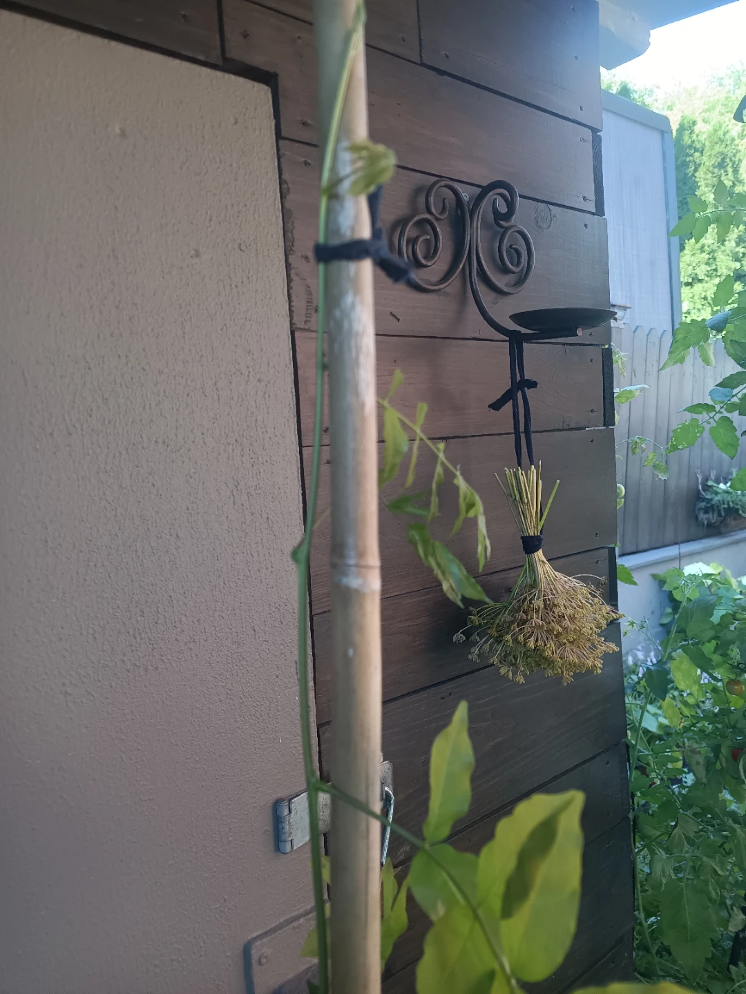 Wisteria Plant - photo 4