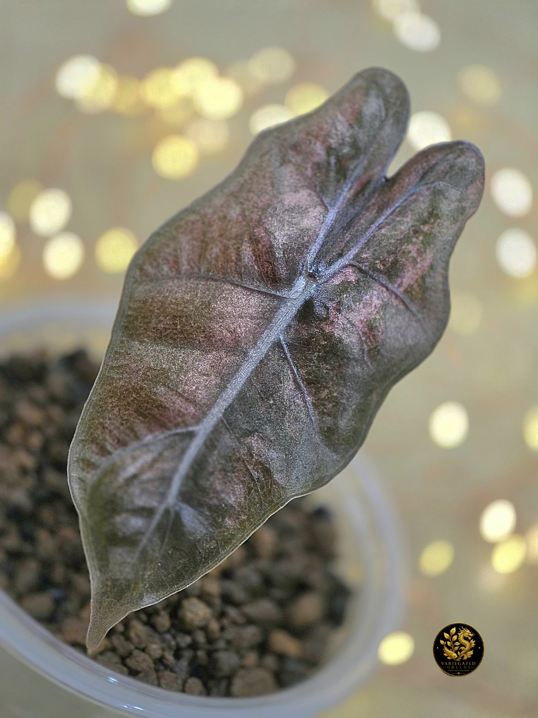 Alocasia pseudosanderiana “Mauve Patina” - photo 5