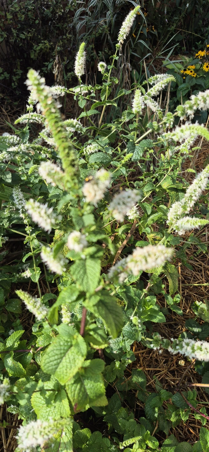 Perennial plants for sale - photo 2