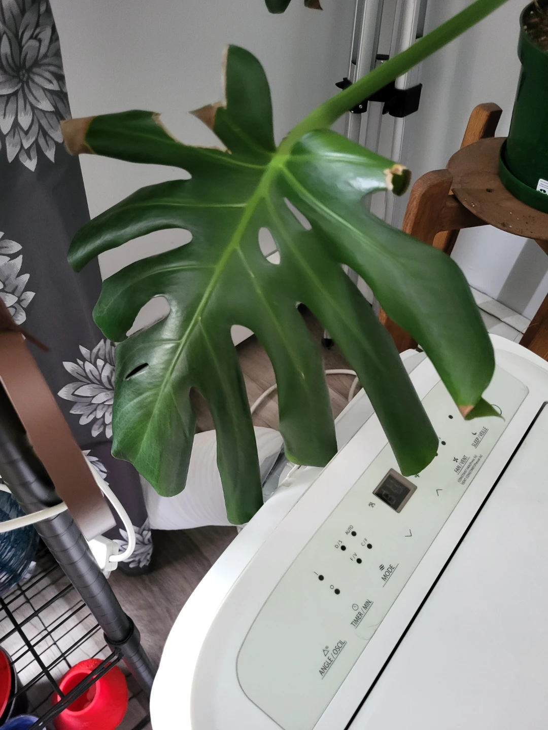 Monstera Deliciosa Plant - photo 5