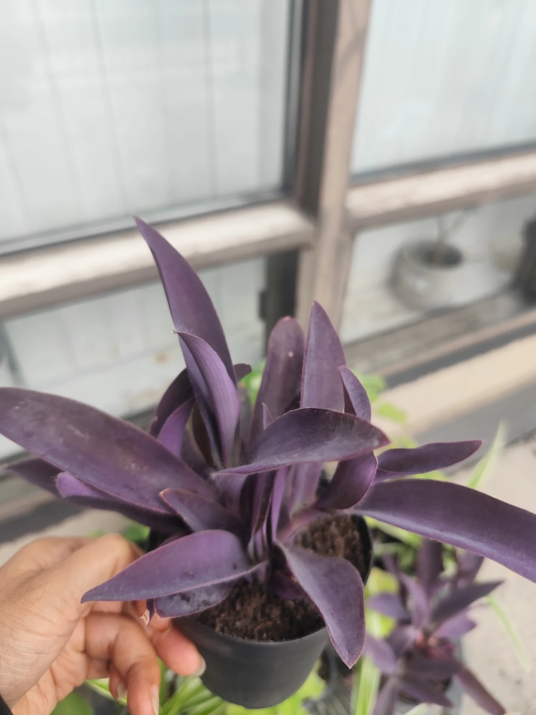Purple Heart Tradescantia Pallida