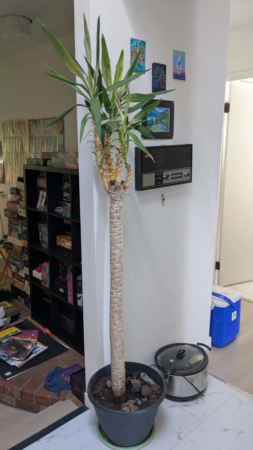 Large Yucca Houseplant in Pot