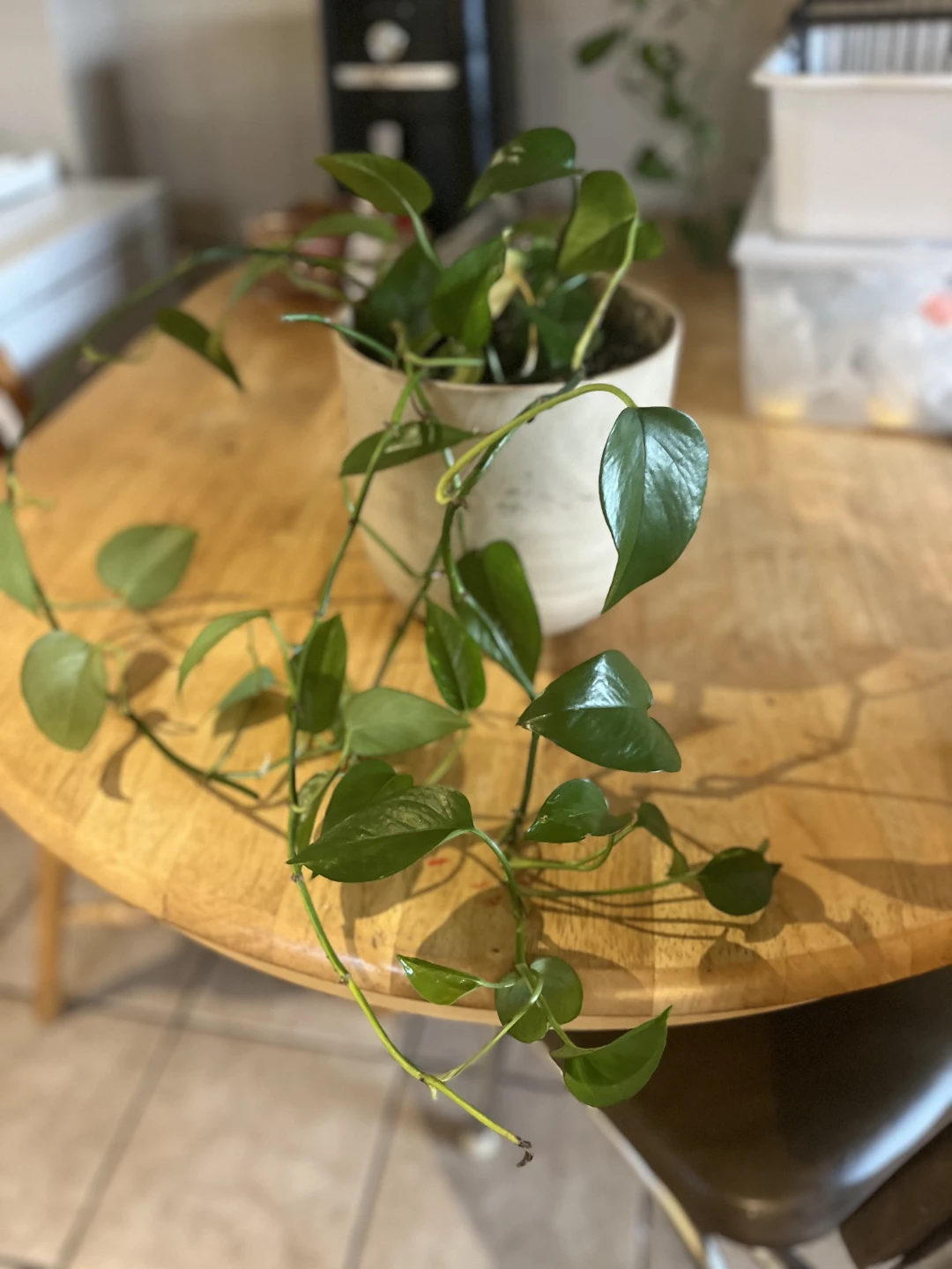 Trailing Pothos Plant in Ceramic Pot - photo 2