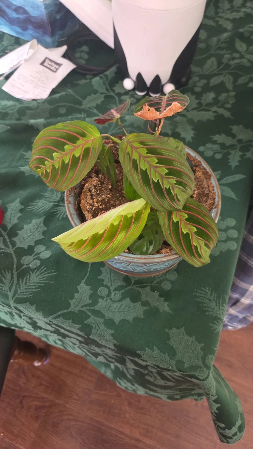 Plants! Plants and MORE Plants! See my other posts for more!
