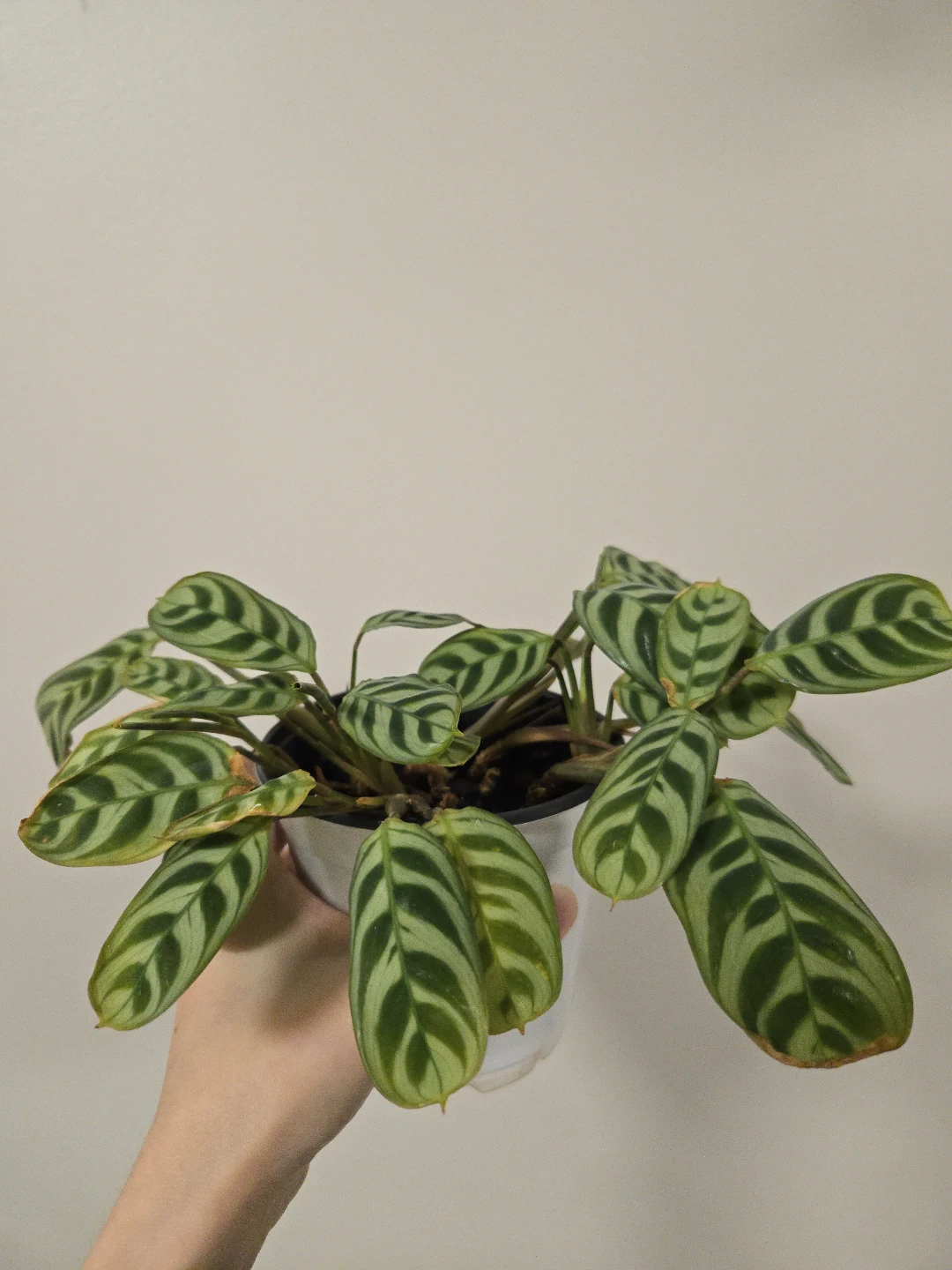 Ctenanthe burle-marxii