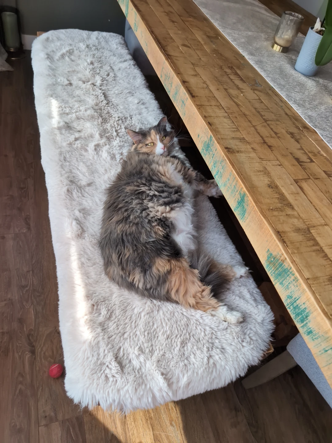 Melanie Cleaning Plus! House and Pet Sitting Services - photo 3