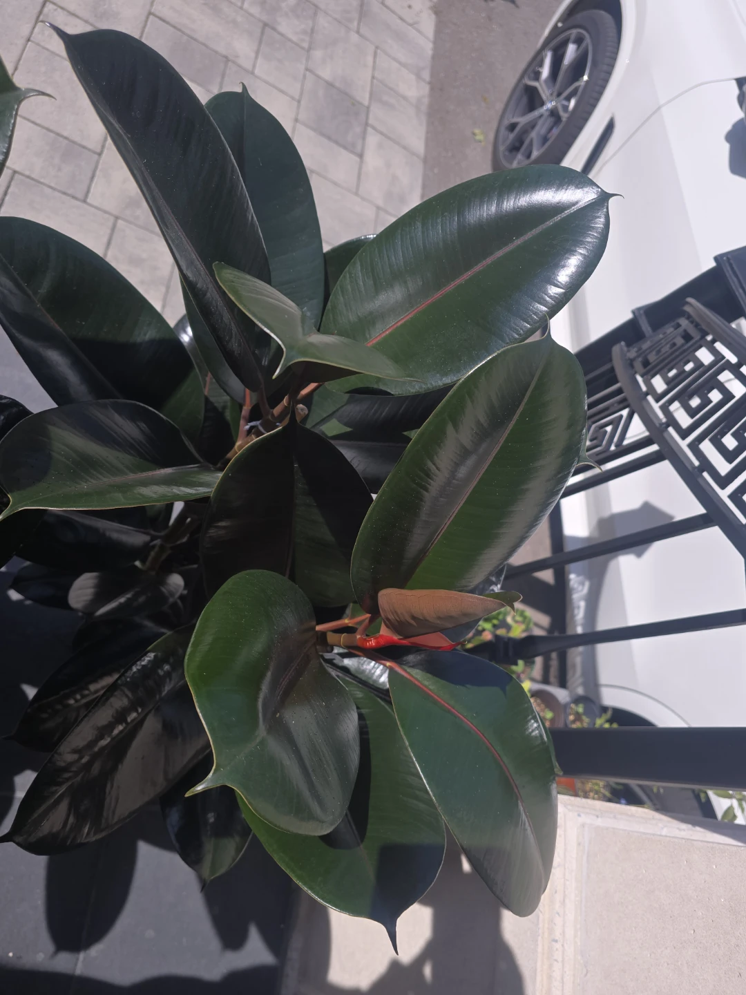 Rubber Plant (Ficus elastica) - photo 5