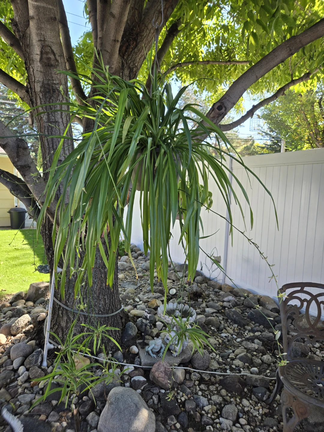 2 Large Spider Plant - photo 3