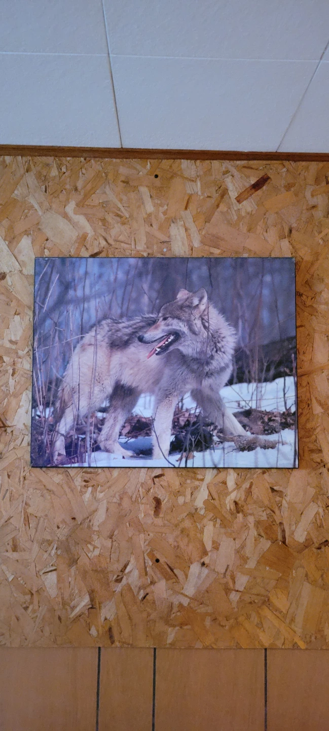 Wolf Photograph