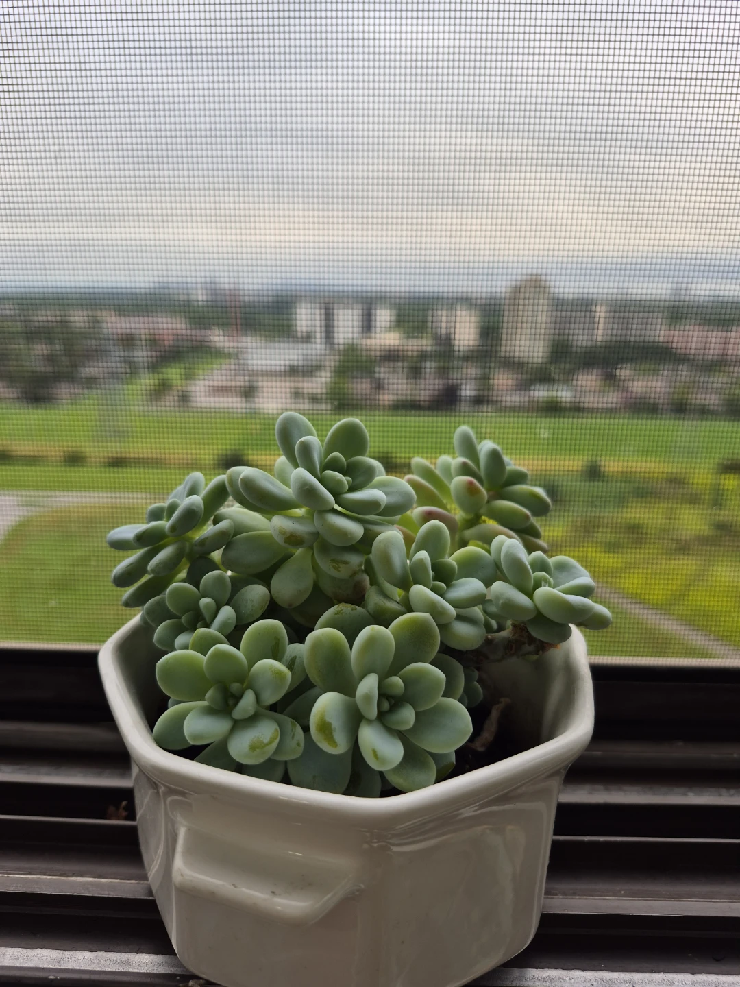 Sedum Succulent Plant in White Pot - photo 3
