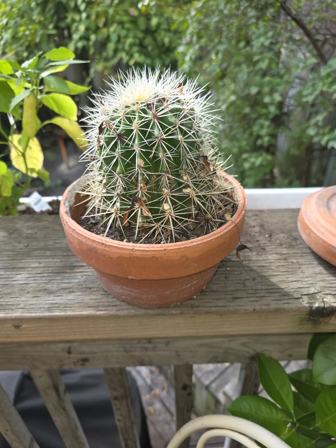 Barrel Cactus in Terracotta Pot