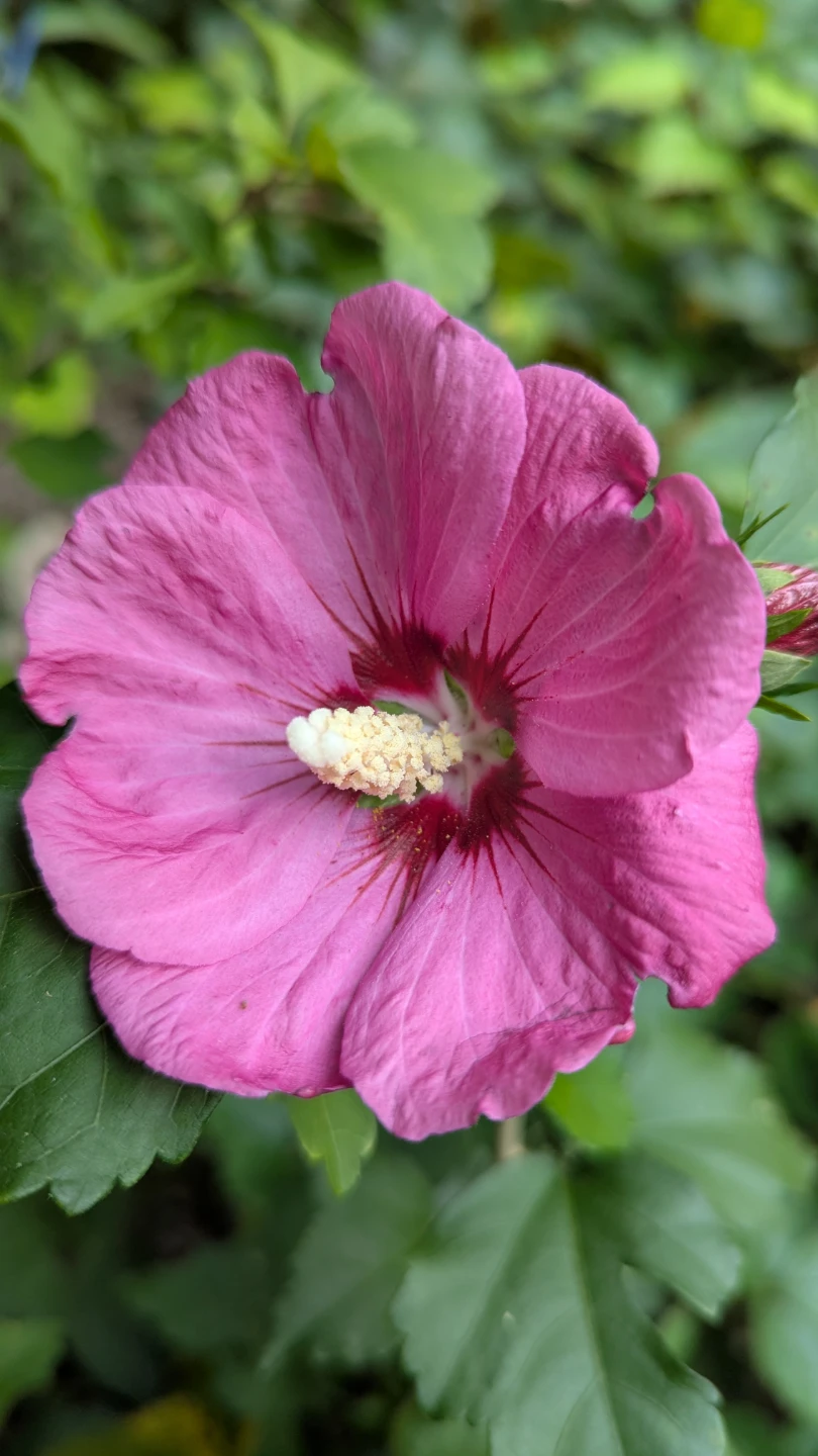 Rose of Sharon Hibiscus Shrub
