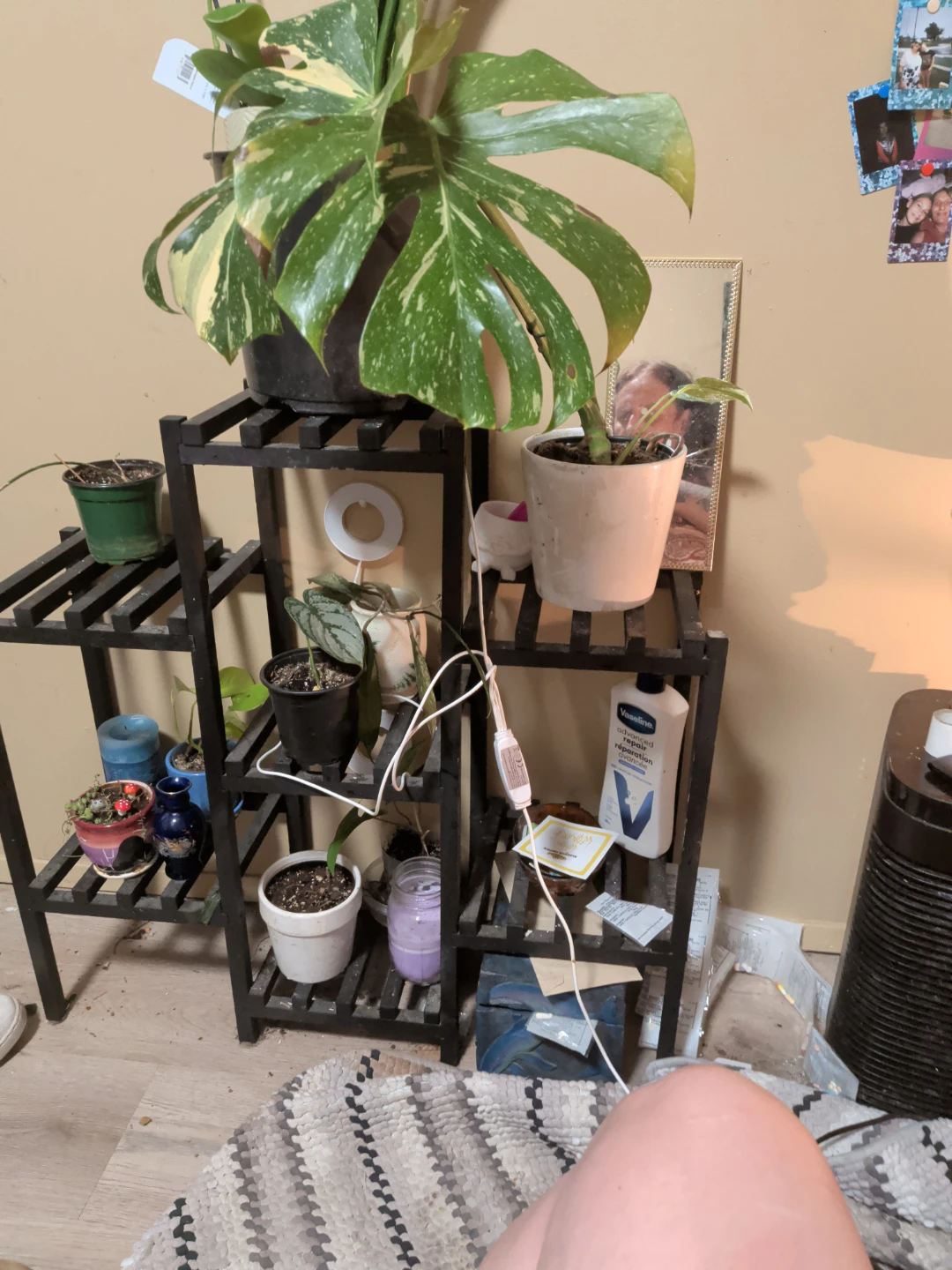 Variegated Monstera Houseplant - photo 2
