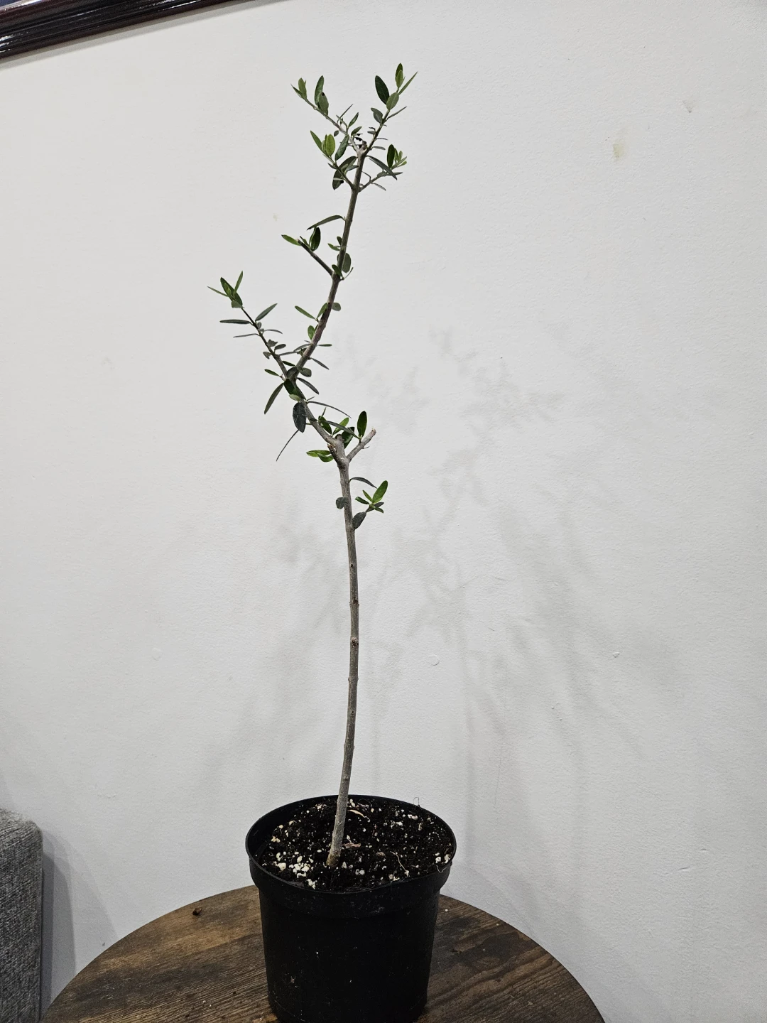 Young Olive Tree