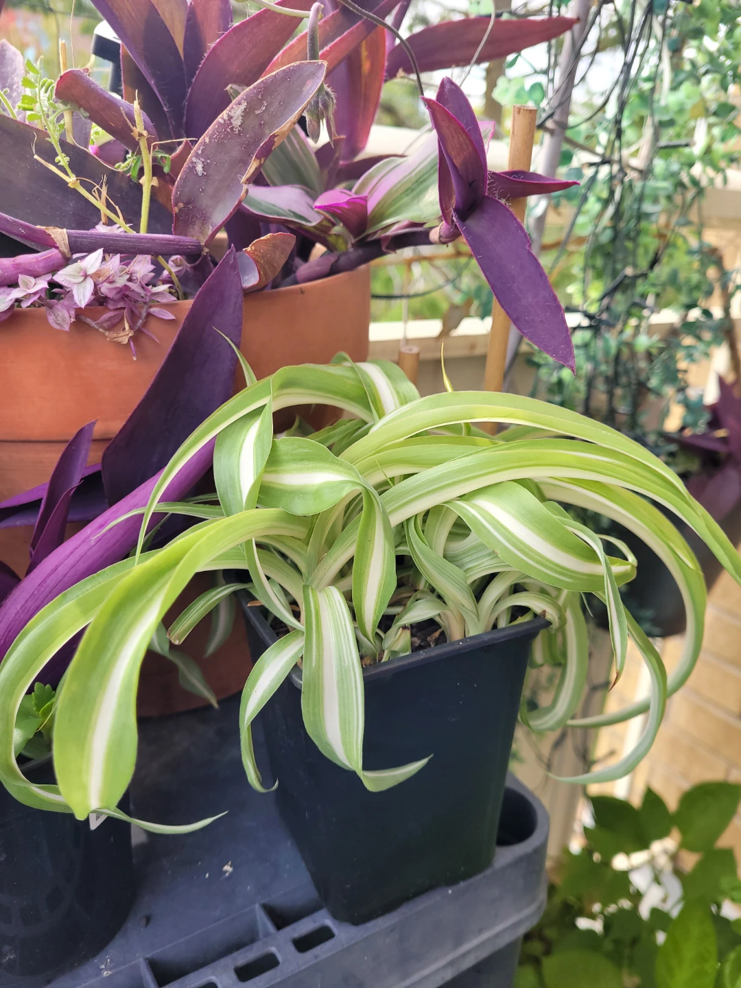 Variegated Spider Plant in Pot - photo 4