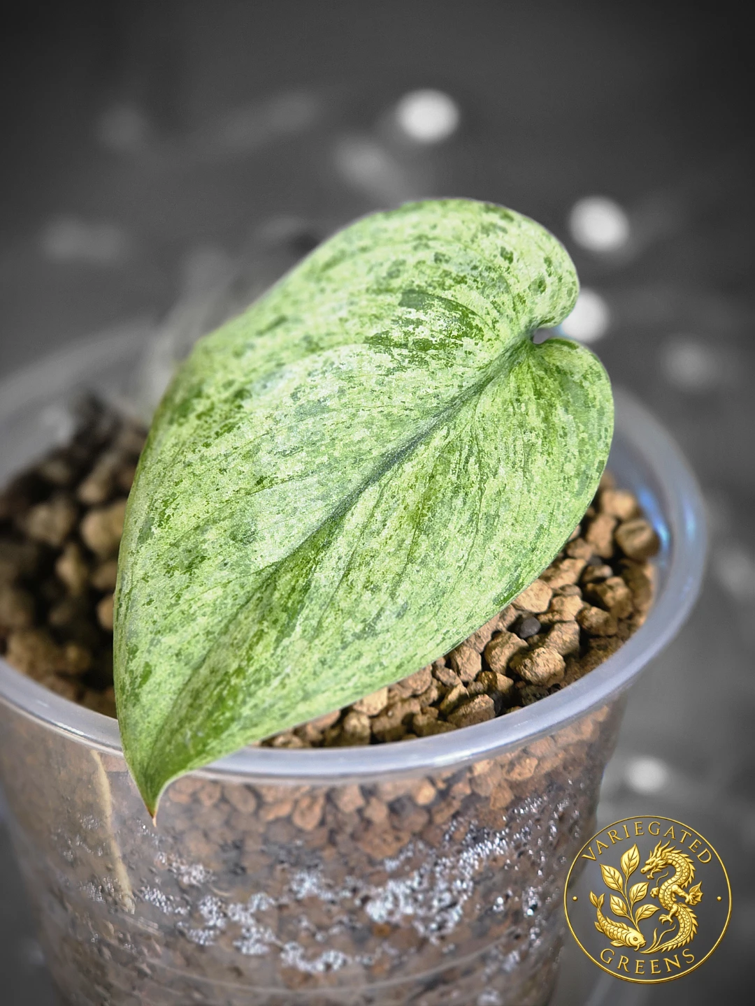 Scindapsus pictus Halimoon "Illuminated Manuscript" - photo 4