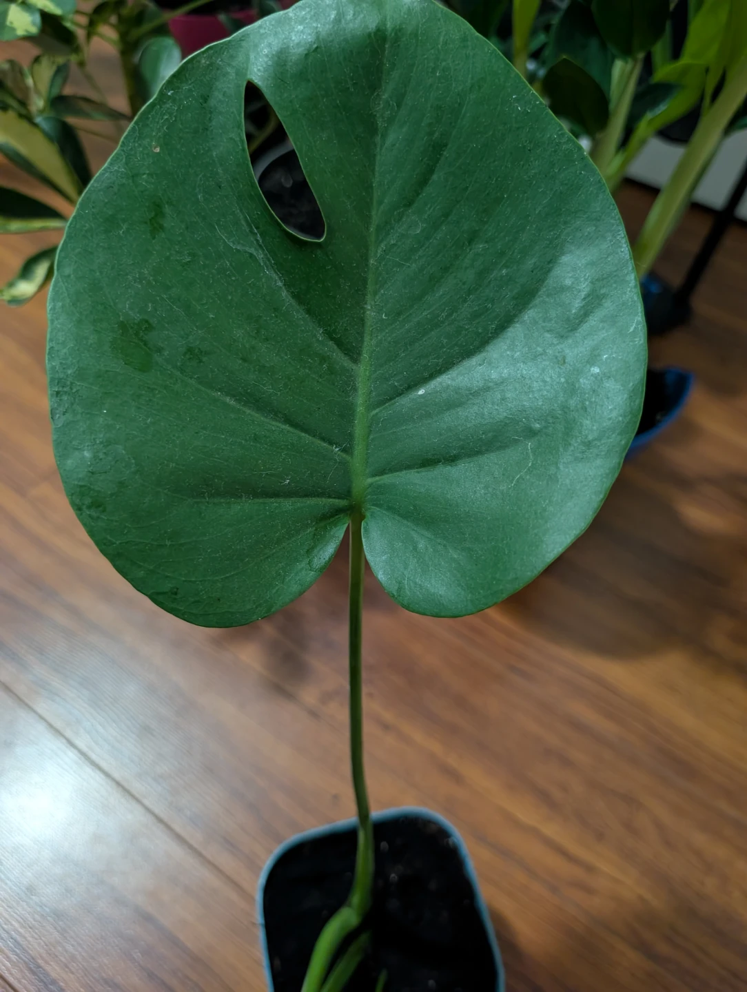Young Monstera Deliciosa Plant - photo 3