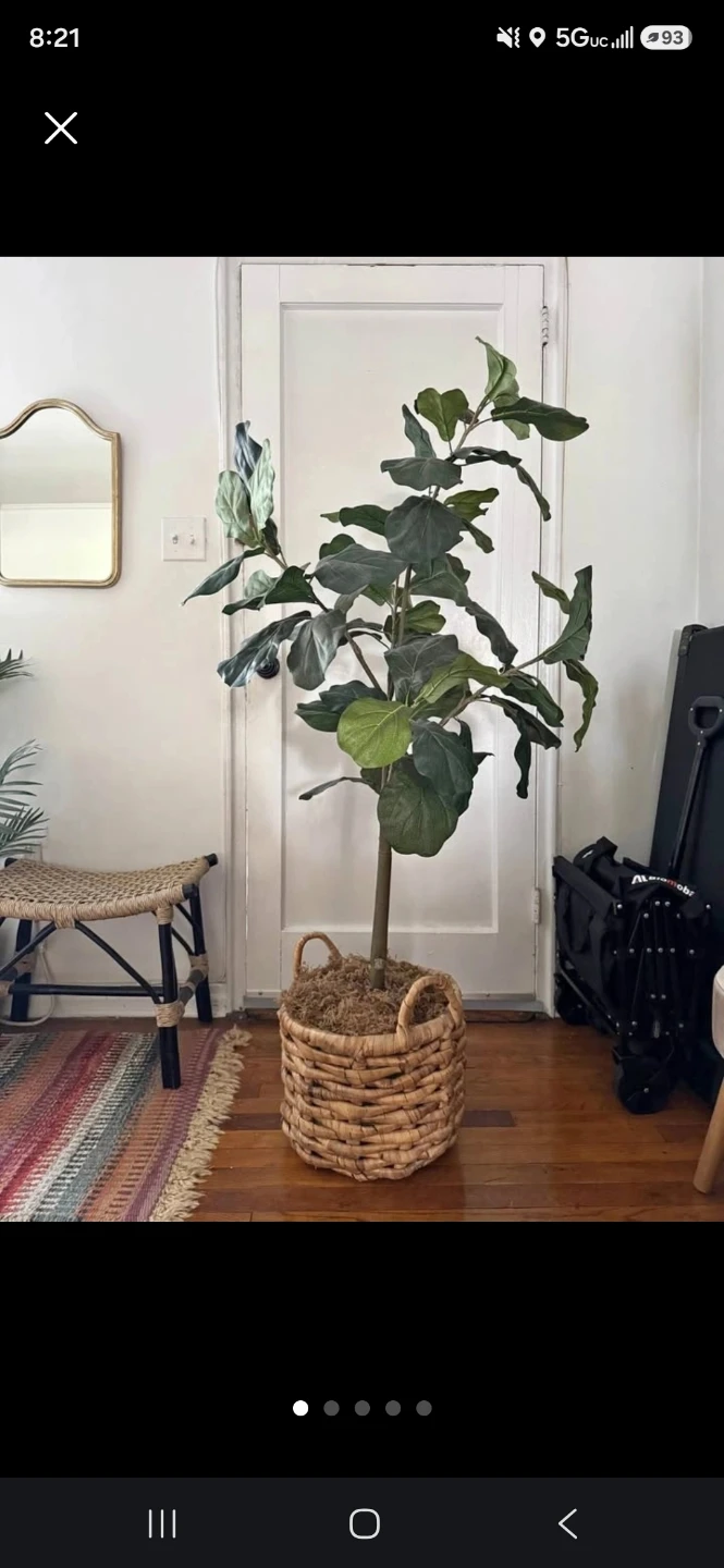 Artificial Fiddle Leaf Fig Plant in Woven Basket