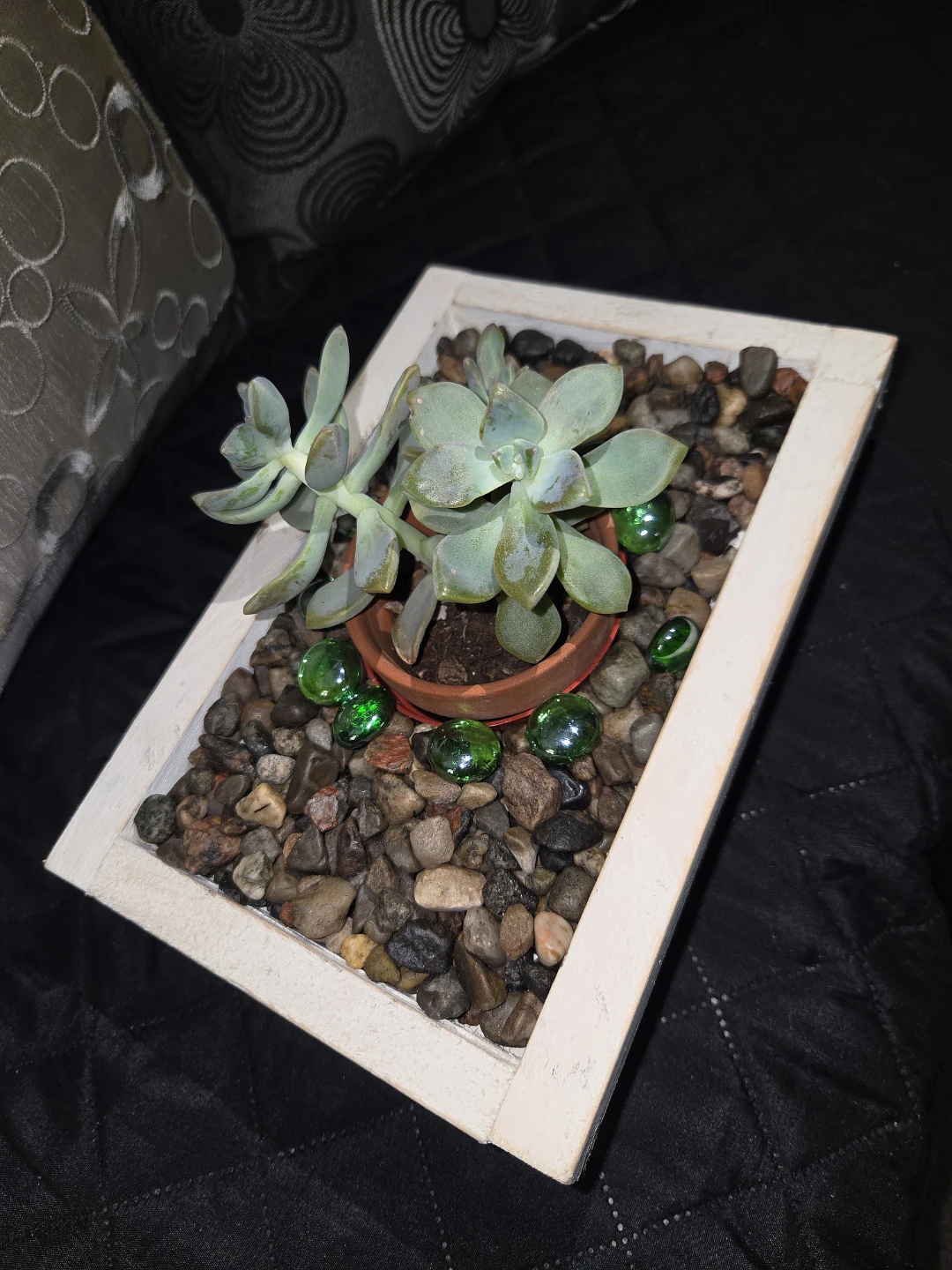 Succulents ready for a  gif 🎁 - photo 3
