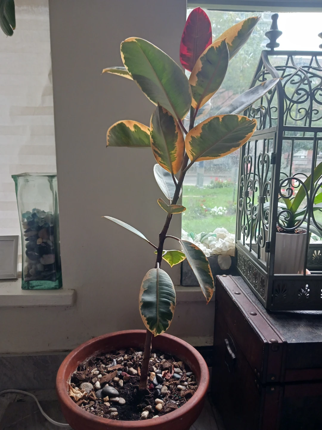 Ficus elastica 'Ruby' - photo 2