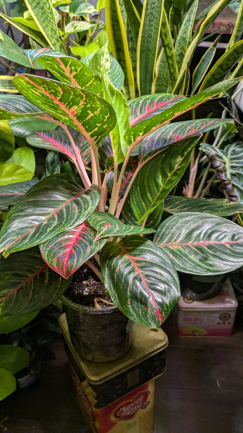 Aglaonema emerald red - photo 3