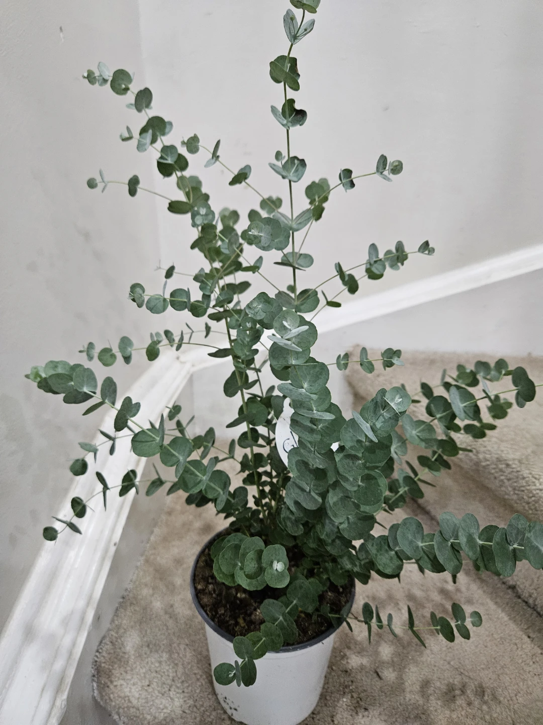 Glacier Eucalyptus Plant - photo 3