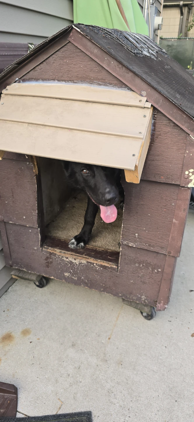 Wooden Dog House on Wheels